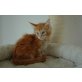 Mainecoon Kitten mit Stammbaum, Maine Coon - Kater