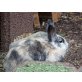 Maja, 10 Monate alte Kaninchendame, Zwergkaninchen - weiblich