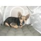 Maja 4, Zwergrattler-Pinscher Mischling - Hündin