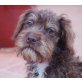 Maja, Border Terrier Mix Welpen - Hündin
