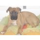 Maja, Boxermix Welpen - Hündin