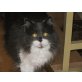 Maja, Britisch Kurzhaarkatze - Katze