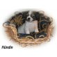 Maja, Chihuahua/ Japan-Chin Welpen - Hündin