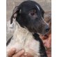Maja, Cocker Mix Welpen - Hündin