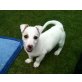Maja, Jack Russel Mix Welpen - Hündin