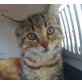 Maja, Kleine Augenweide sucht  Zuhause! - Katze