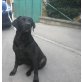 Maja, Labrador Retriever - Hündin