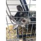 Maja, Langschwanzchinchilla - weiblich