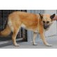 Maja, Malinois - Hündin