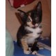 Maja, Siam-Mix - Katze
