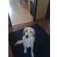 Maja, goldenretriver/labrador - Hündin