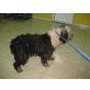 Maja, perro de aqua espanol - Hündin