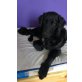 Mako, Neufundländer Labrador Welpen - Rüde
