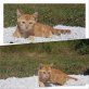 Makro  der Große, Hauskatze - Kater