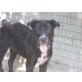 Makyo  leidet unendlich hinter Gittern, Riesenschnauzer  Mix - Rüde