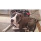 Mali, Amerikanischer Staffordshire-Terrier - Rüde