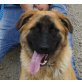 Mali, Leonberger Mix - Hündin
