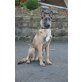 Mali , Malinois - Hündin