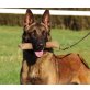 Mali, Malinois - Rüde