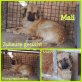Mali, Mischling - Rüde