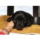  Malibu, Cockerspaniel Mix Welpen - Hündin