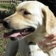Malibu, Labrador-Mix - Hündin