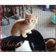 Malik, Jamali, Salim, Rafiki, Farashuu, Britisch Kurzhaarkatze - Kater