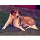 Malika, Malika, Hund mit Potential sucht Förderung - Hündin