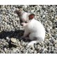 Malina, Chihuahua langhaariger Schlag Welpen - Hündin