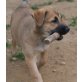 Malinois /Heerder  Welpen - Rüde