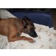 Malinois - Hündin