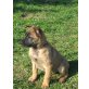 Malinois - Hündin