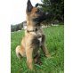 Malinois - Hündin