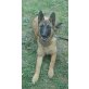 Malinois - Hündin