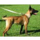 Malinois - Hündin