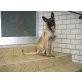 Malinois - Hündin