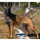 Malinois - Hündin