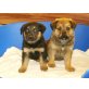 Malinois + Kaukazischer Schäferhund Welpen - Rüde
