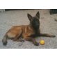Malinois, Malinois - Hündin