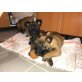 Malinois , Malinois Welpen - Hündin