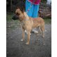 Malinois-Mixhündin Crystal sucht - Hündin