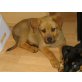 Malinois - Rottweiler Welpen - Rüde
