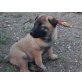 Malinois Rüde 14 Wochen, Malinois Welpen - Rüde