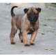 Malinois - Rüde