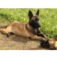 Malinois - Rüde