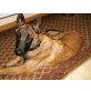 Malinois - Rüde