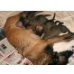 Malinois - Rüde