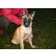 Malinois - Rüde