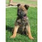 Malinois - Rüde