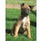 Malinois - Rüde